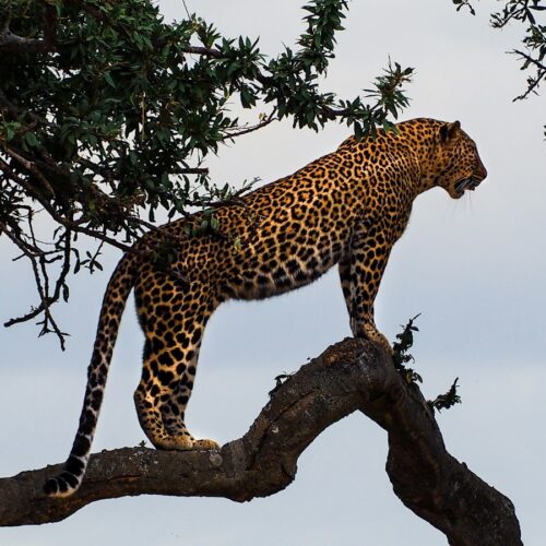 Leopard on a tree branch in the Masai Mara