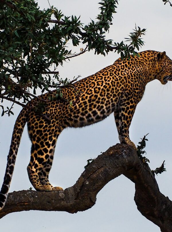 Leopard on a tree branch in the Masai Mara