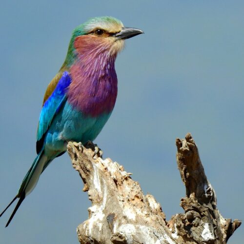 Lilac-breasted roller on a branch in Kenya