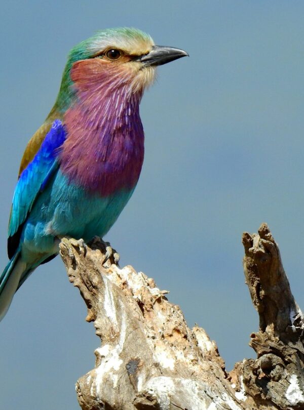 Lilac-breasted roller on a branch in Kenya