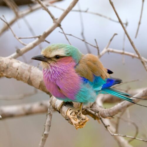 Lilac-breasted roller perched on a broken branch