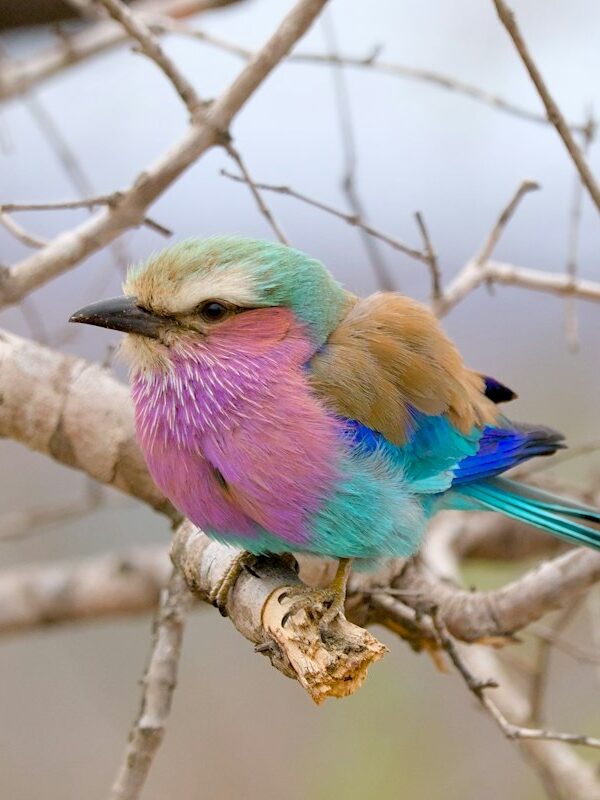 Lilac-breasted roller perched on a broken branch
