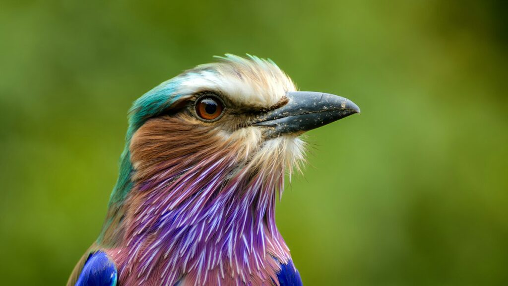 Lilac-breasted roller showing its colours