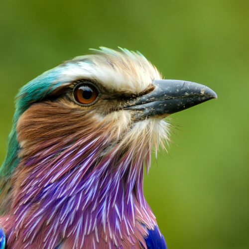 Lilac-breasted roller showing its colours