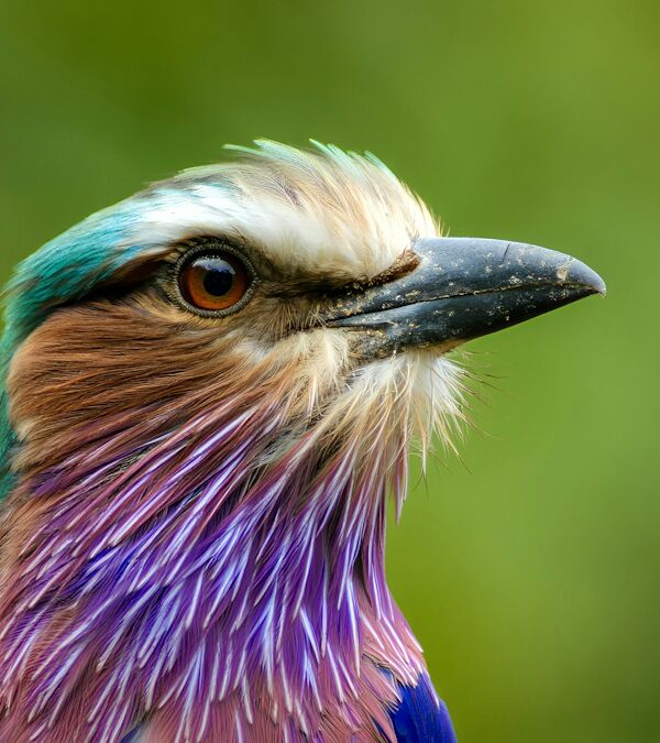 Lilac-breasted roller showing its colours