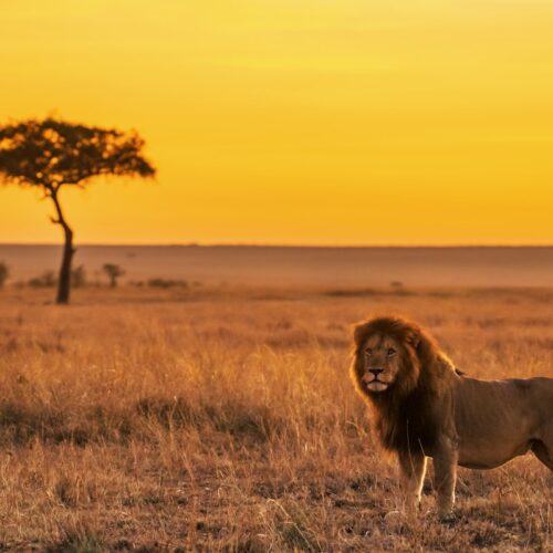 Lion on golden grass during a Kenya photography safari