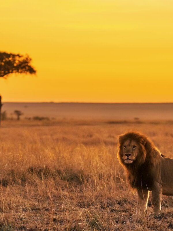 Lion on golden grass during a Kenya photography safari