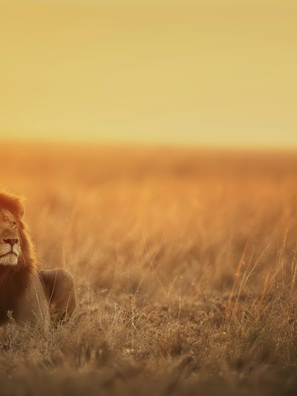 Lion resting in the grass at sunset on a photography safari