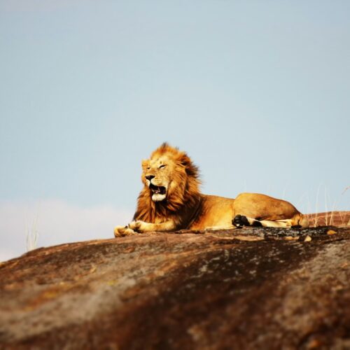Male lion resting on a rock in the Serengeti