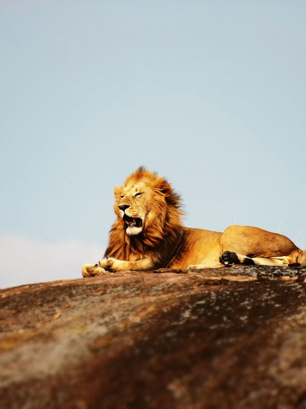 Male lion resting on a rock in the Serengeti