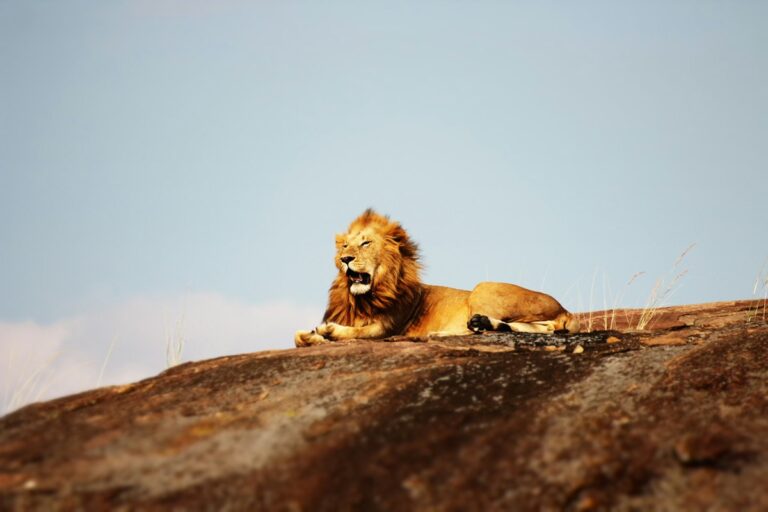 A Kenya and Tanzania Safari Works Best When You Plan the Border First