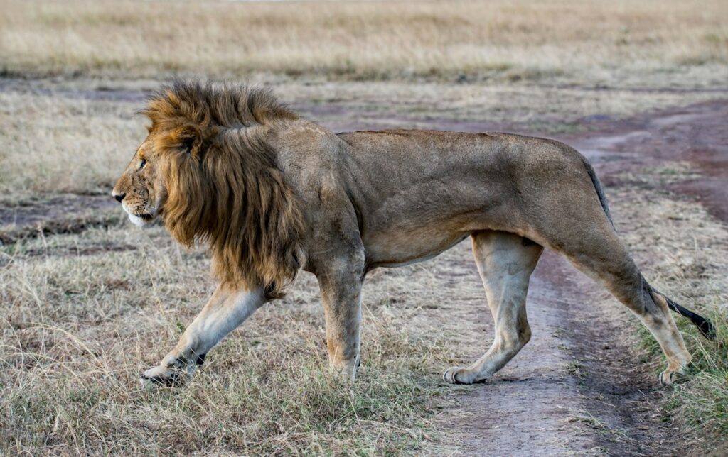 Male lion walking across the Masai Mara plains