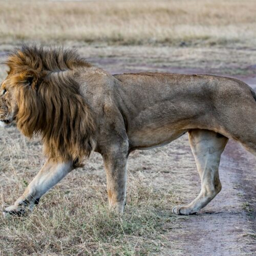 Male lion walking across the Masai Mara plains