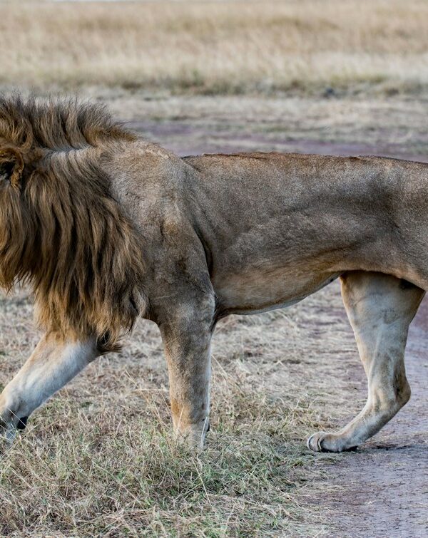 Male lion walking across the Masai Mara plains