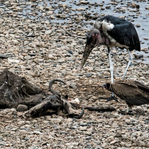 Marabou stork and vulture at a wildebeest carcass by the Mara River