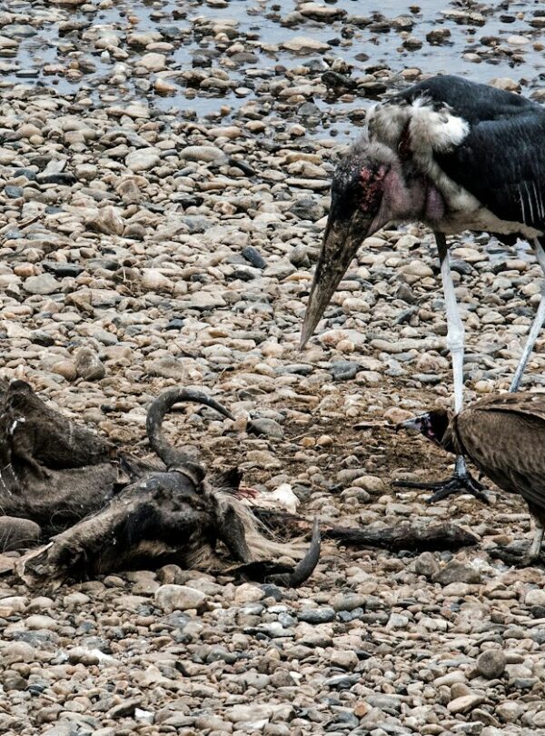 Marabou stork and vulture at a wildebeest carcass by the Mara River