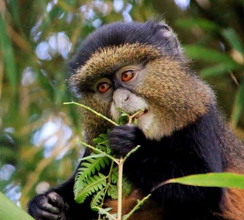 Golden Monkey and Bisoke Hike tour