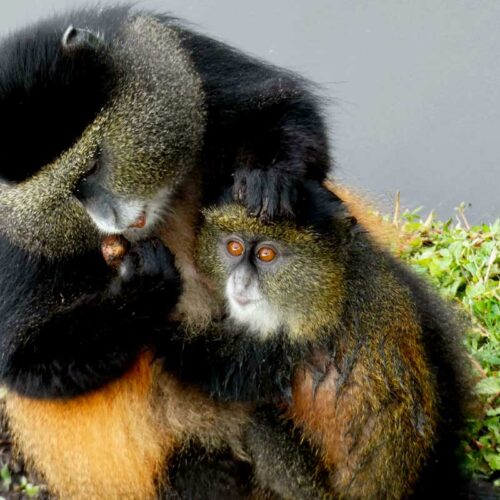 Golden Monkey and Bisoke Hike tour