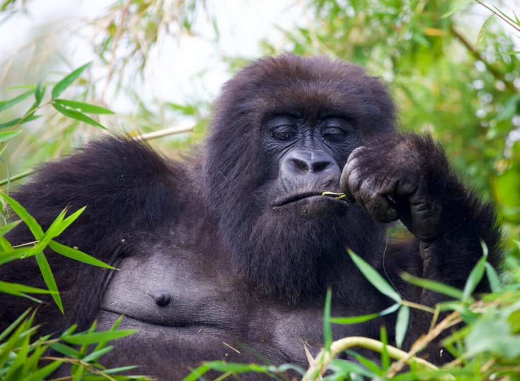 Mountain gorilla on an ultra luxury Rwanda safari