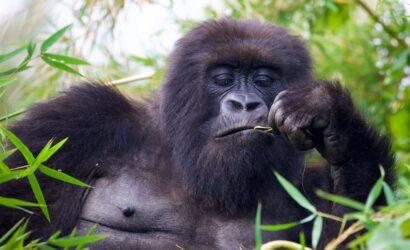 Mountain gorilla in the forest