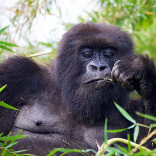 Mountain gorilla on an ultra luxury Rwanda safari