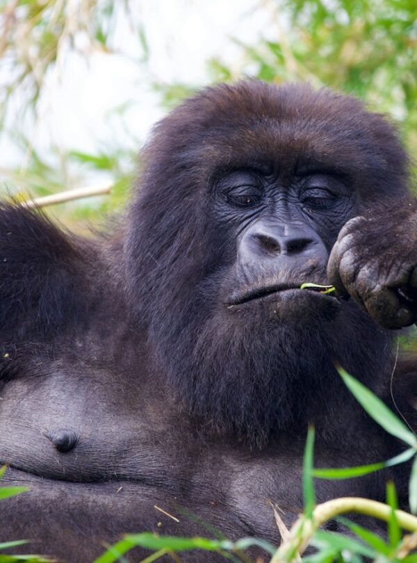 Mountain gorilla on an ultra luxury Rwanda safari