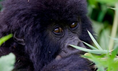Mountain gorilla on an 8 days Rwanda safari