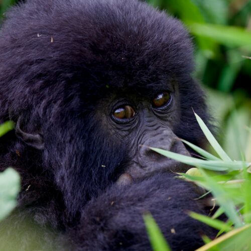 Mountain gorilla on an 8 days Rwanda safari
