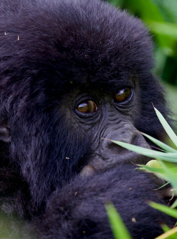 Mountain gorilla on an 8 days Rwanda safari