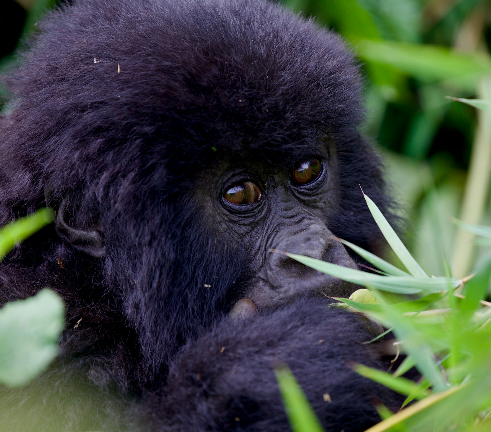 Rwanda gorilla permit – mountain gorilla resting in the forest of Volcanoes National Park