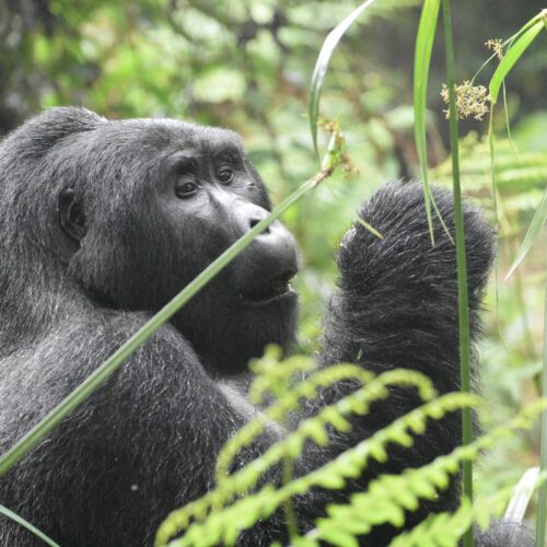 Mountain gorillas on a 9 days Rwanda safari