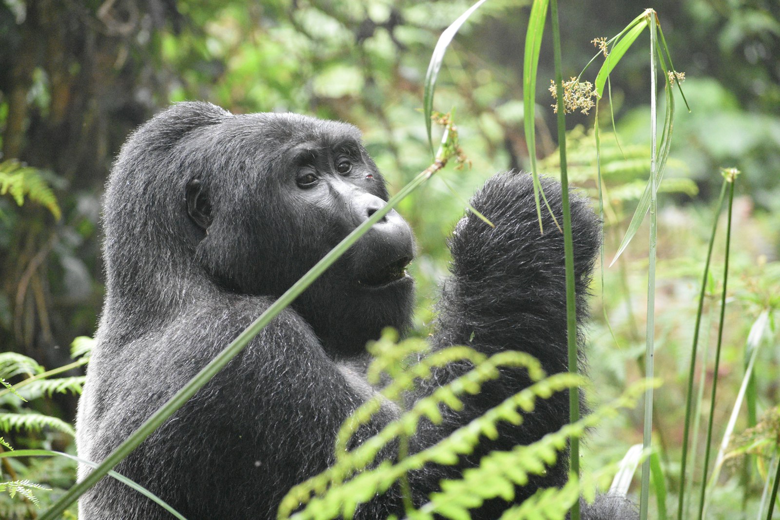 Mountain gorillas feeding on leaves in Volcanoes National Park, Rwanda