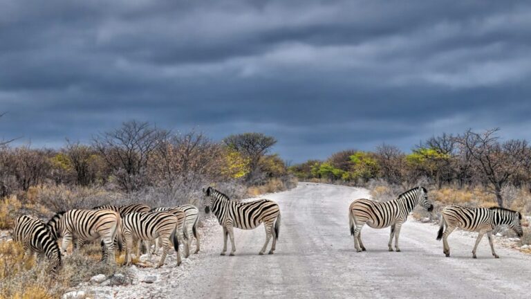 Namibia in January Means Green Etosha, Dry Dunes and Afternoon Storms