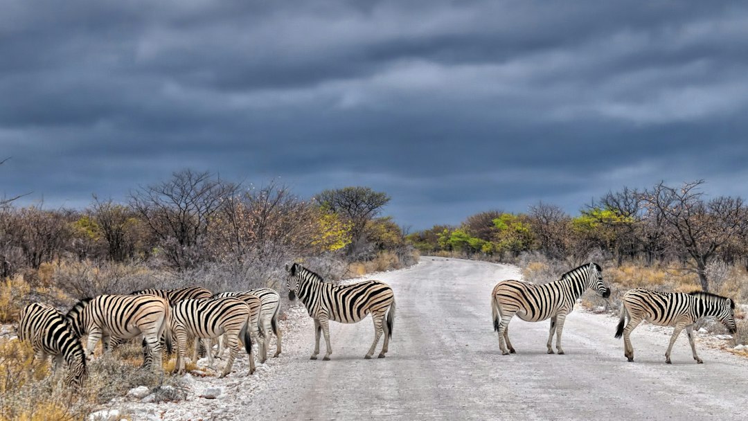 Namibia in January – zebras crossing a road in Etosha National Park
