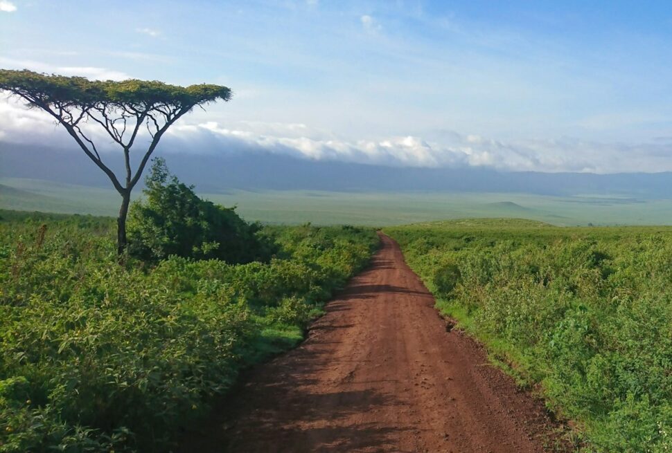 Ngorongoro crater lodges - a dirt road through green grassland with a view over the Ngorongoro Crater