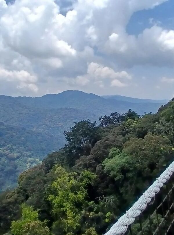nyungwe forest and lake kivu canopy walk