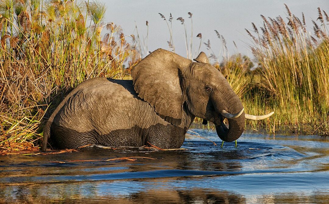 Okavango Delta vs Chobe: Which Botswana Safari Is Right for You?