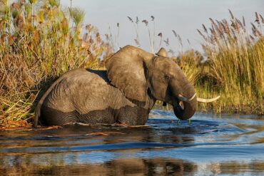 Okavango Delta vs Chobe – an elephant standing in water on a Botswana water safari in the Okavango Delta