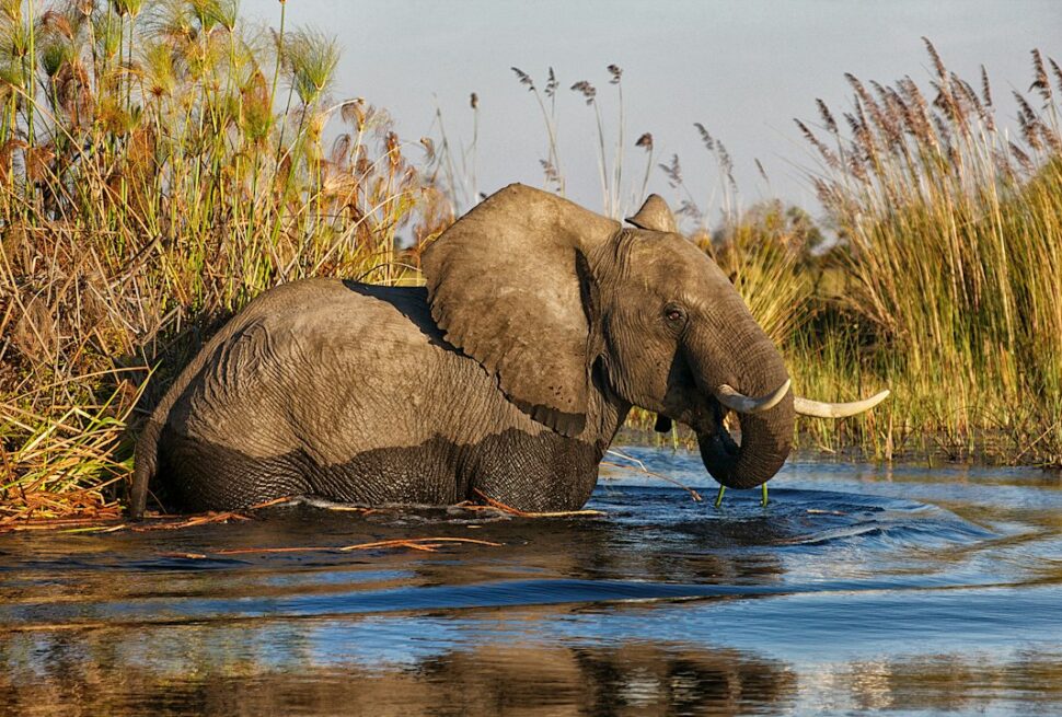 Okavango Delta vs Chobe – an elephant standing in water on a Botswana water safari in the Okavango Delta