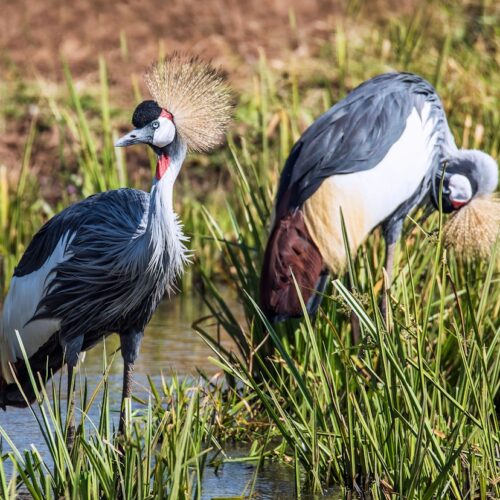 Pair of grey crowned cranes in Kenya