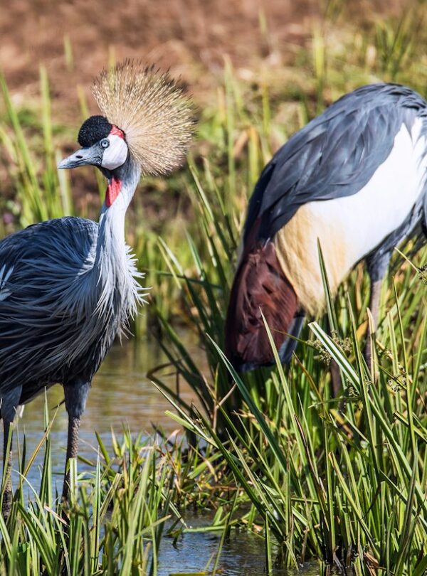 Pair of grey crowned cranes in Kenya