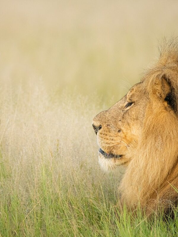 Pair of lions lying in the savannah grass