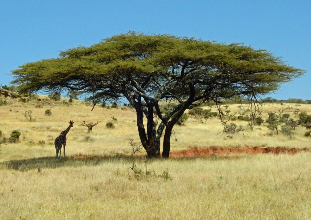 Reticulated giraffe in northern Kenya