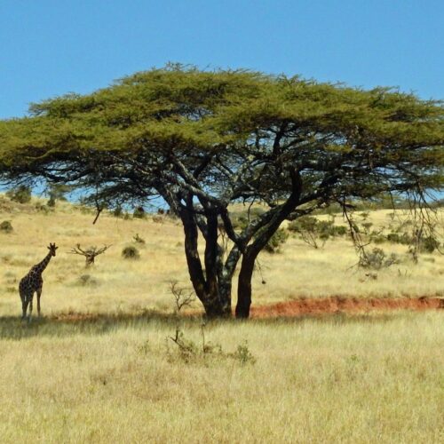 Reticulated giraffe in northern Kenya