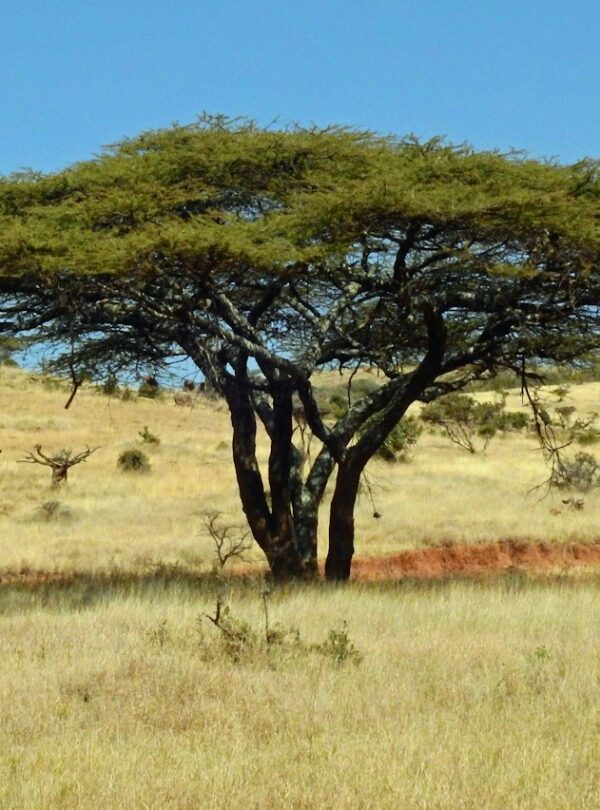 Reticulated giraffe in northern Kenya