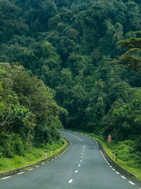 Road through Nyungwe Forest National Park in Rwanda