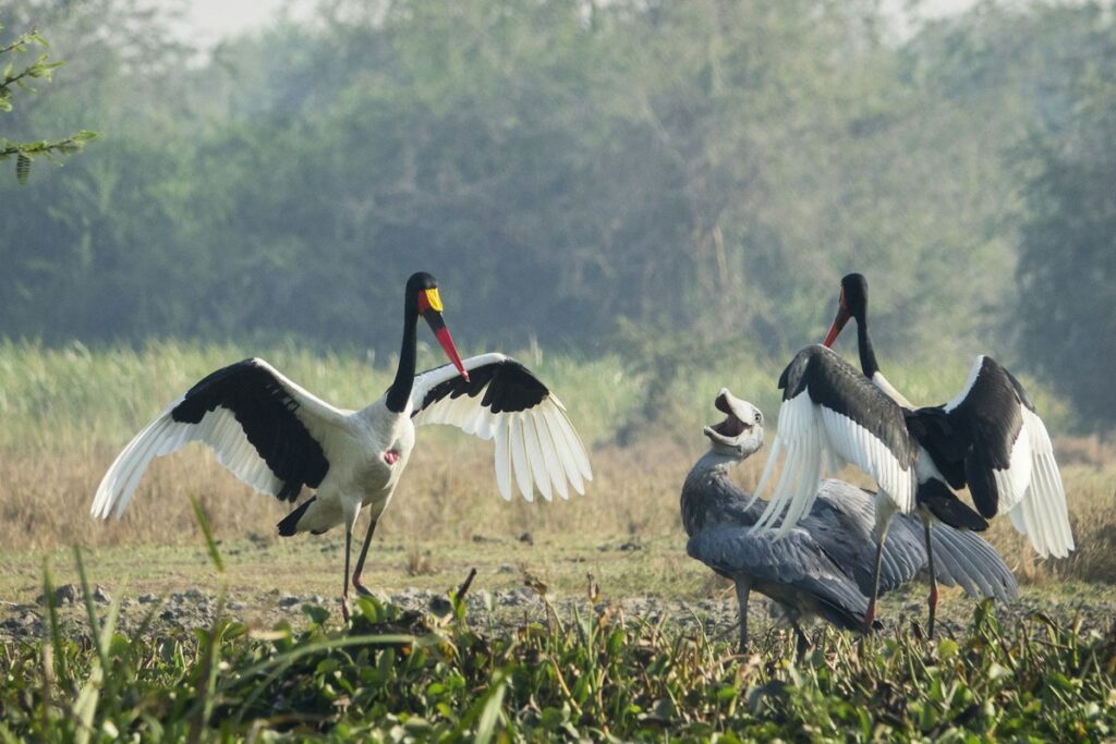 Saddle-billed storks in a wetland
