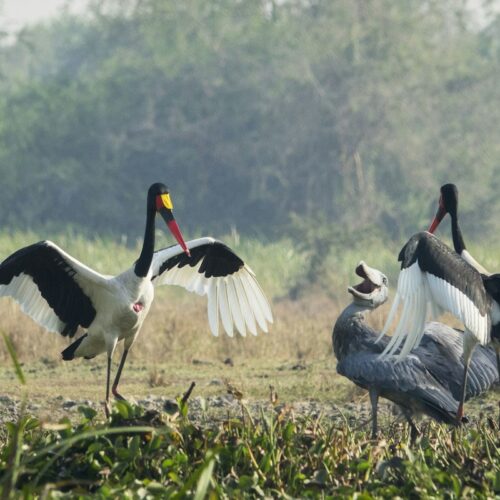Saddle-billed storks in a wetland