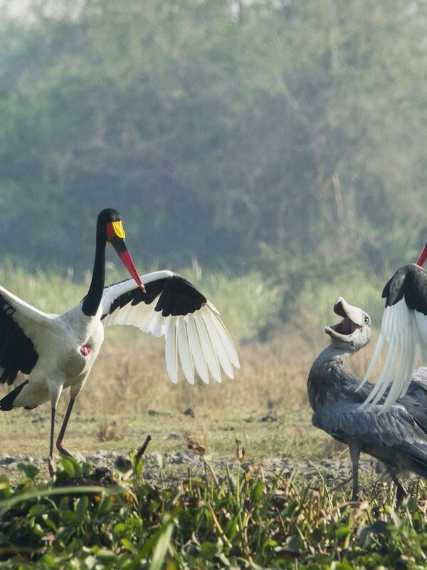 Saddle-billed storks in a wetland