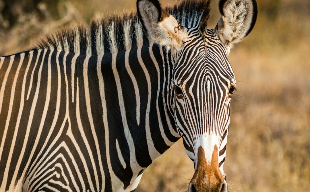 Which Samburu Lodges Suit Your Trip? Riverbank Tents, Shaba Springs and Conservancy Hideaways